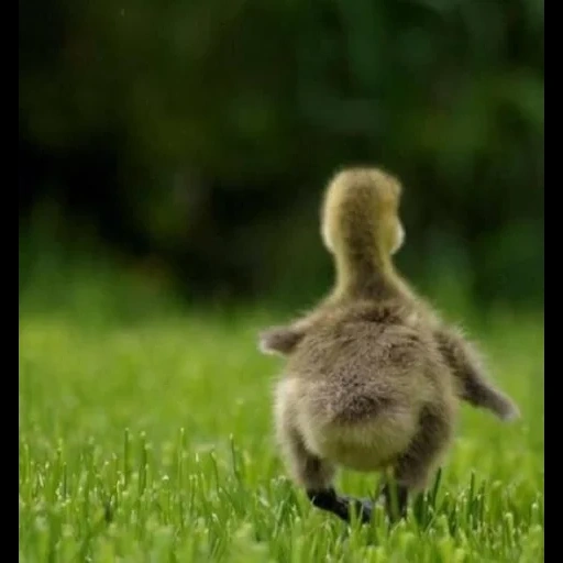 duckling, fluffy duck, the animals are cute, cubs of animals, ossi saarinen photographer animalist