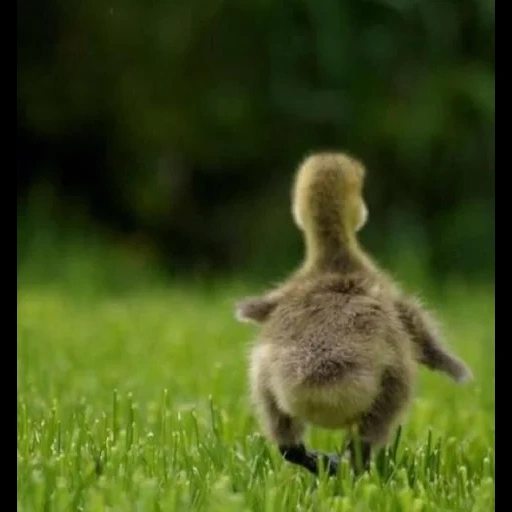 caneton, canard moelleux, les animaux sont mignons, cubs d'animaux, ossi saarinen photographe animal