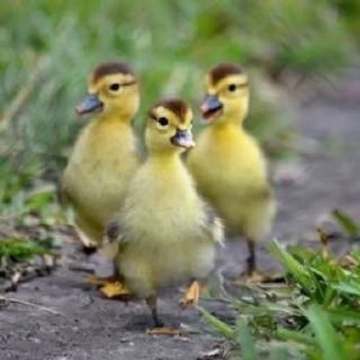 caneton, guys ducklings, les canetons sont petits, poulets de canetons des loss, ducklings des enrichies d'indoutens