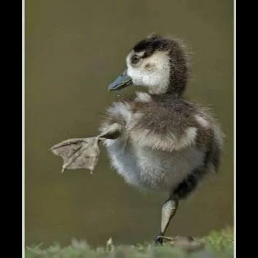 canard, oiseau, caneton, animaux, le canard est drôle