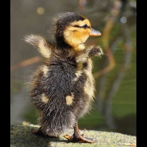 pato, anadón, patitos de kryakva, pollito kryakva, pequeños patitos