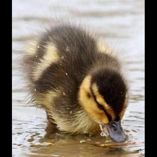 die ente, die ente, das entlein, die wildente, the little duck
