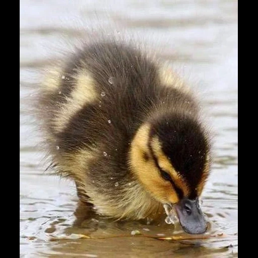 pato, pato, anadón, pato kryakva, pequeños patitos