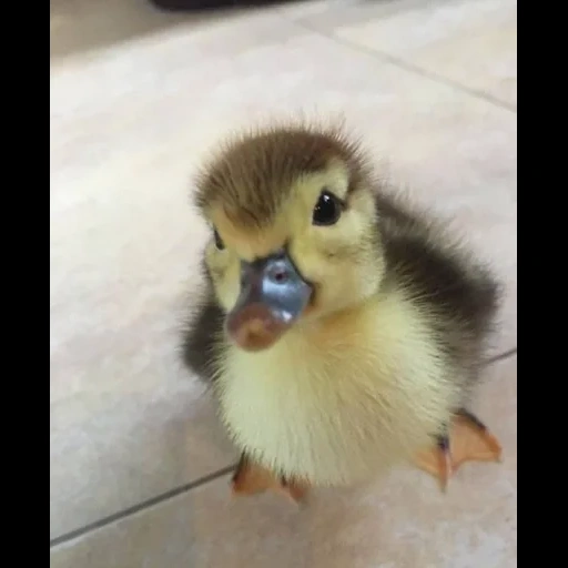 canard, caneton, canard, jaune indoite, les animaux les plus mignons