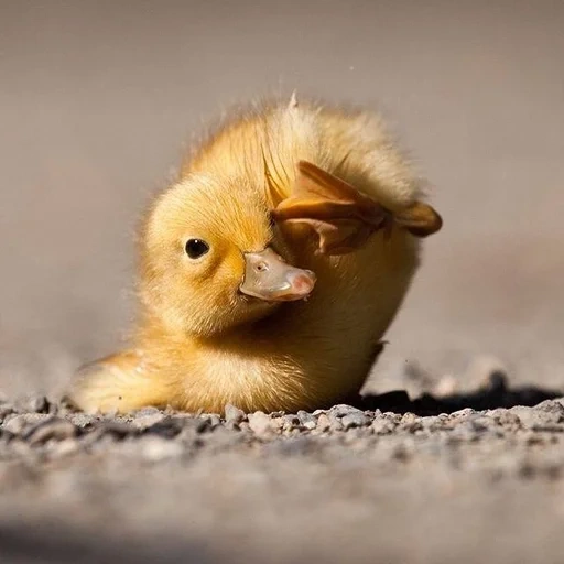 das entlein, ente süß, die entenküken, schläfriges entlein, the little duck