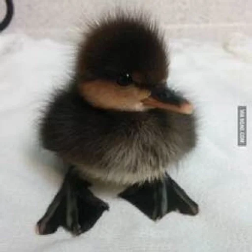 duck, duckling, duck bird, black duckling, black kryakva chick