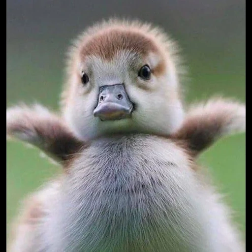 duckling, the animals are cute, funny animals, animal cubs, cute animal cubs