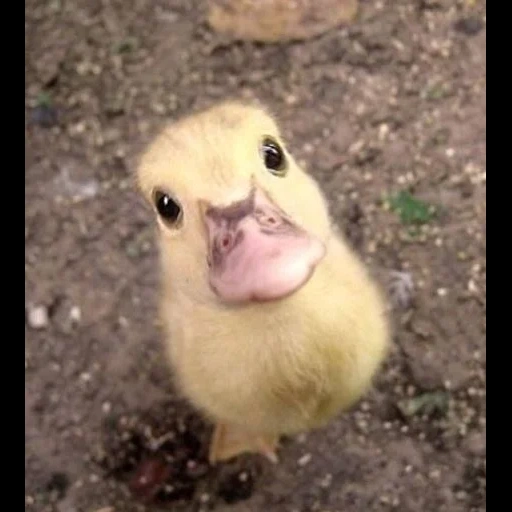 duck, duck, duckling, duck is sweet, funny ducklings
