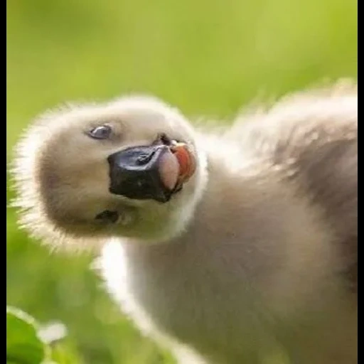 animal cubs, the animals are funny, the most cute animals, cute beasts of a duck, cute animal cubs