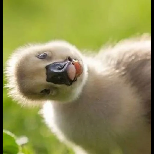 filhotes de animais, os animais são divertidos, o animal mais adorável, pato animal fofo, filhotes de animais fofos