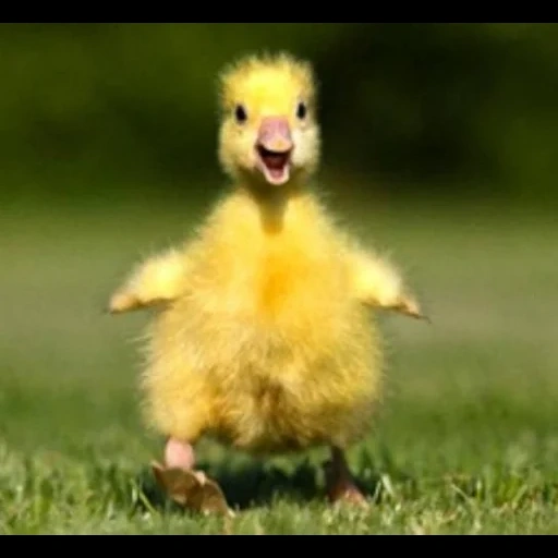 das entlein, die entenküken, das gelbe entlein, lustiges entlein, the little duck