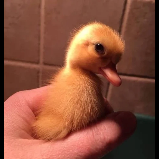 das entlein, the little duck, süßes entlein, die entenküken, the little duck