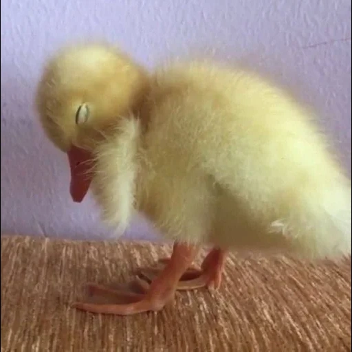 guses, duckling, animal cubs, cubs of animals, the most cute animals