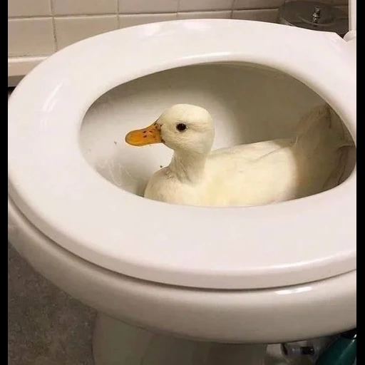 bebek, bebek, anak itik, bebek bebek, bebeknya adalah toilet