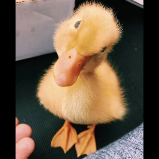duckling, yellow duck, yellow duckling, the duck is small, a small yellow duckling
