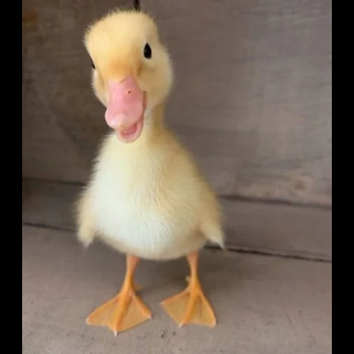 das entlein, die ente, gelbe ente, das gelbe entlein, the little duck
