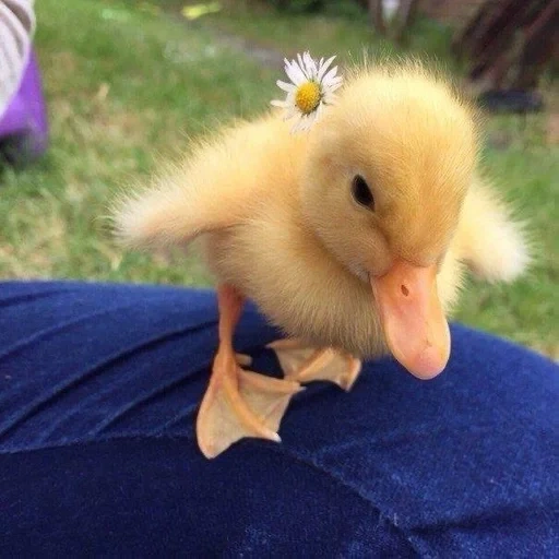 duckling, dear duckling, yellow duckling, the duck is yellow, the duck is small