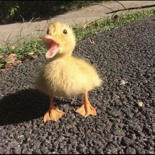 das entlein, twitter, lustiges entlein, hausentlein, the little duck
