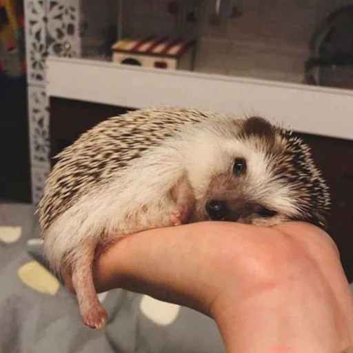 lovely hedgehog, hedgehog hug, a weary hedgehog, domestic hedgehog, little hedgehog