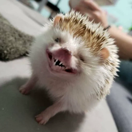 hedgehog, berserker hedgehog, funny hedgehog, domestic hedgehog, little hedgehog