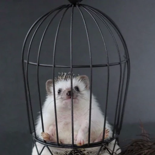 cage catca, chat à la cage, chouette harry potter, buklaya à harry potter, cage bukla harry potter