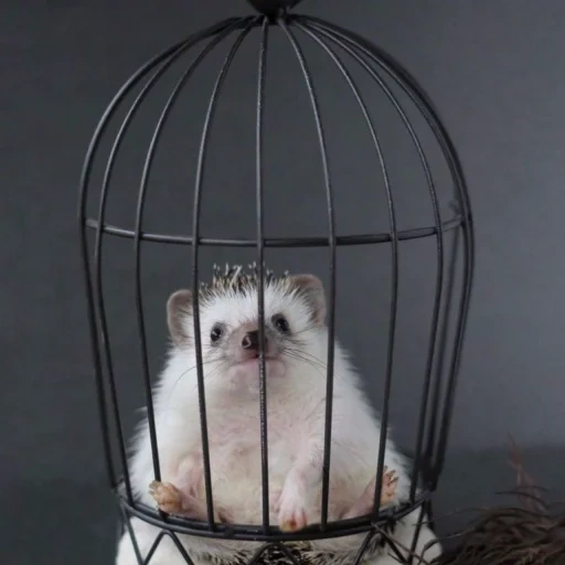 kandang kucing, kandang kucing, harry potter owl cage, harry potter cage, tas kotak-kotak harry potter