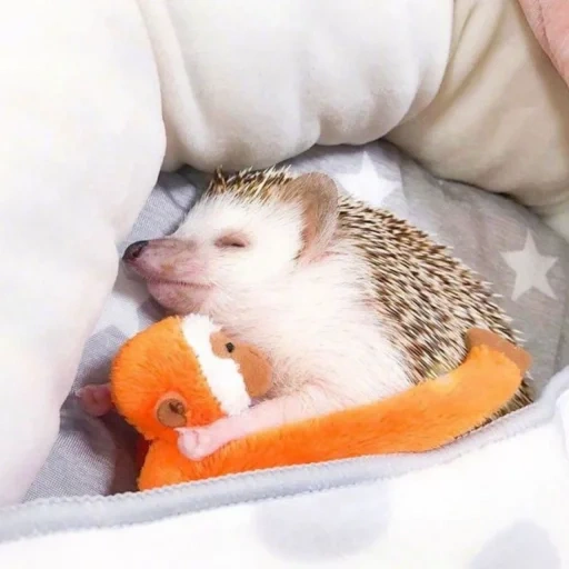 hedgehog, o ouriço adormeceu, o ouriço é muito fofo, naska kamenskich, pet ouriço