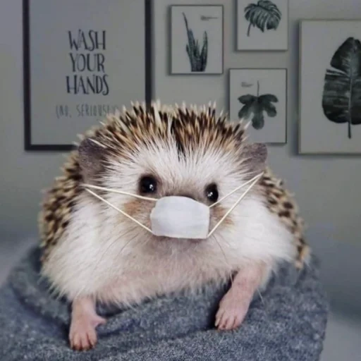 landak, lovely hedgehog, landak sangat lucu, the little hedgehog, selamat pagi landak