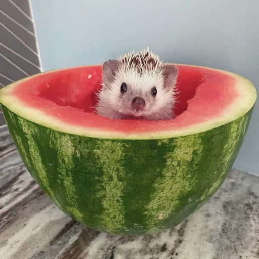 hedgehog watermelon, hedgehogs are cute, watermelon rat, little hedgehog, hedgehog