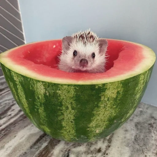 igel wassermelone, die igel sind süß, ratte mit einer wassermelone, die igel sind klein, der igel ist cool