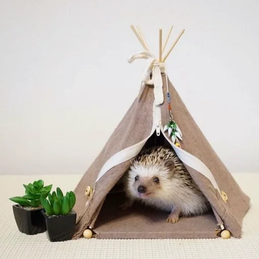 igel, igel haus, igel zu hause, hedgehoghut, igel ist zu hause