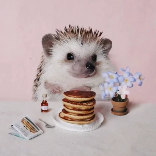 lovely hedgehog, landak sangat lucu, binatang yang lucu, the friday hedgehog, selamat pagi landak