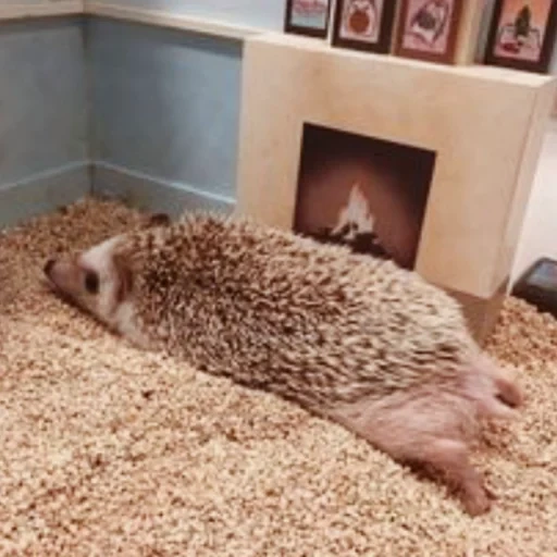 die igel sind süß, puziko hedgehog, igelpflege, heißer igel, igeltiere