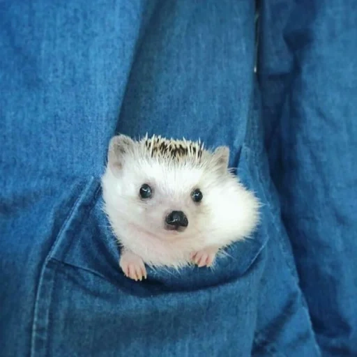 hedgehog fofo, o ouriço é muito fofo, pequeno ouriço, hedgehog, pet ouriço