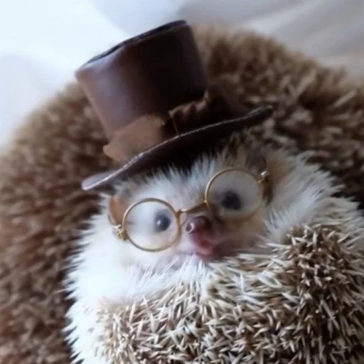 hedgehog, lovely hedgehog, funny hedgehog, interesting hedgehog