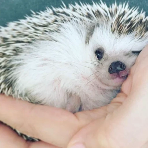 riccio nano, piccoli ricci, i ricci sono adorabili piccoli, hedgehog nano africano, riccio africano nano