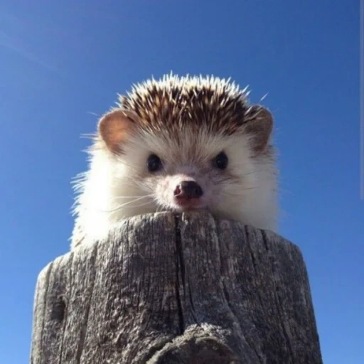 animaux, les hérissons sont mignons, les animaux sont mignons, animaux de hérisson, photos d'animaux mignons