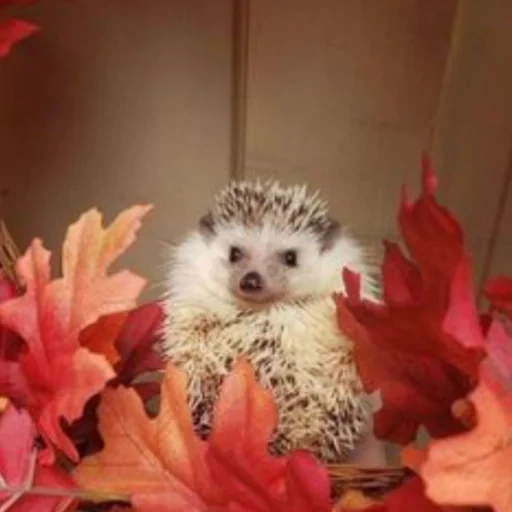 manchado, los erizos son lindos, hedgehog en el otoño, hedgehog de otoño, animales de erizo