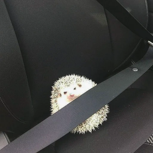 landak sangat lucu, binatang yang lucu, landak, the little hedgehog, binatang konyol