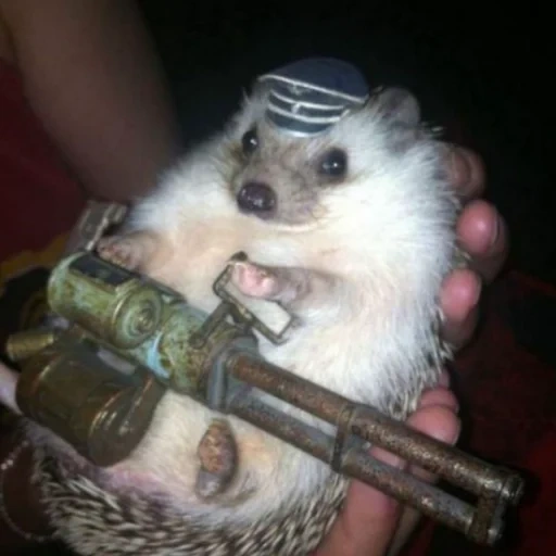 hedgehog est drôle, partisan du hérisson, hérisson automatiquement, mitrailleuse hérisson, petit hérisson