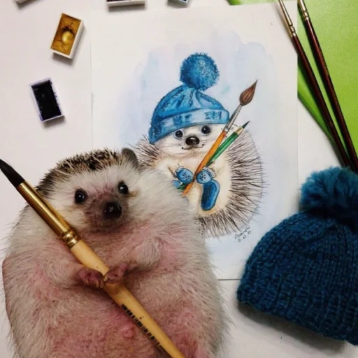 hérisson, cher hérisson, les hérissons sont mignons, hedgehog est drôle, chapeau de hérisson