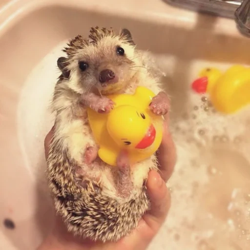 lovely hedgehog, hedgehogs are cute, wet hedgehog, domestic hedgehog, little hedgehog