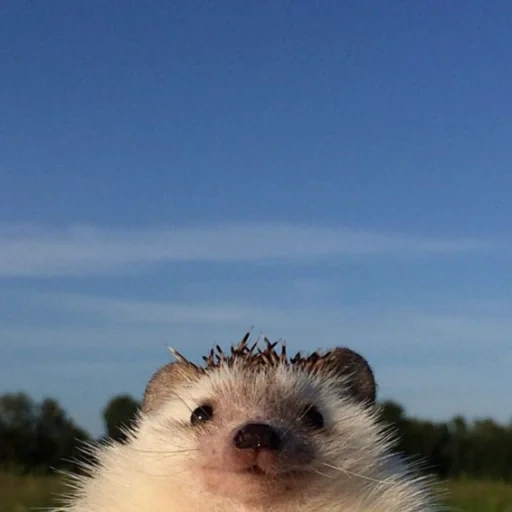 hedgehog, jozyk, hedgehog, yegor letov, hedgehogs are cute