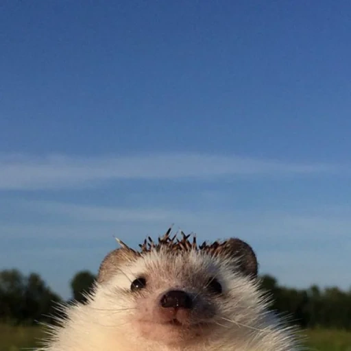 hérisson, yozhik, hérisson hérisson, egor letov, les hérissons sont mignons