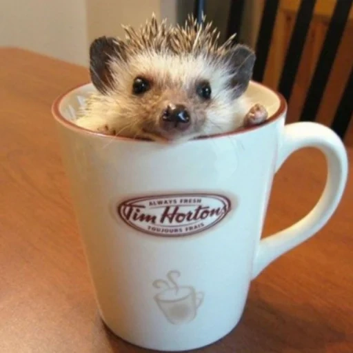 bucket del riccio, i ricci sono carini, hedgehog buongiorno, cara tazza di riccio, buongiorno riccio