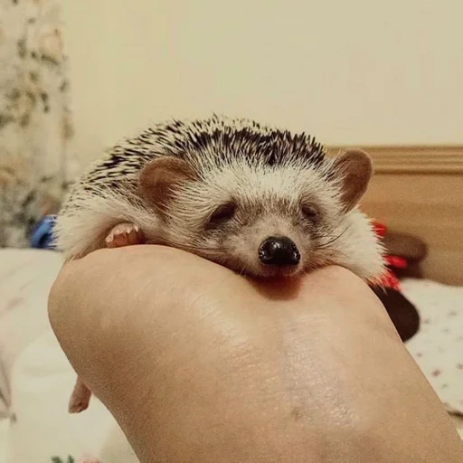 querido erizo, hedgehog está en casa, pequeño erizo, hedgehog enano, erizo africano enano