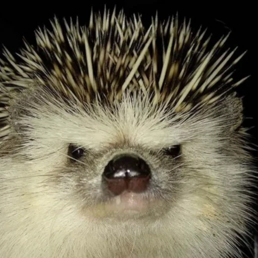 hedgehog makro, kleiner igel, zwerg igel, igel afrikaner, zwerg afrikanischer igel