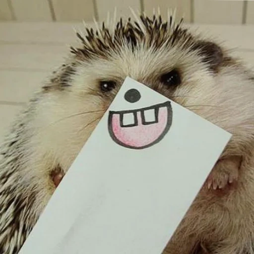 landak, landak jahat, lovely hedgehog, landak berduri, the happy hedgehog