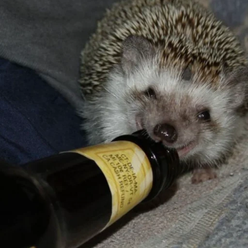 hedgehog, милый ежик, пьяный ежик, cute hedgehog, ёжики животные