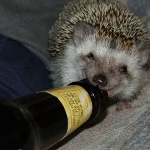 hedgehog, lovely hedgehog, drunk hedgehog, cute hedgehog, hedgehog animals